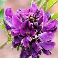 Mundulea sericea, Cork Bush Shrub Seeds - Indigenous - Hedge Shrub - Easy Bonsai
