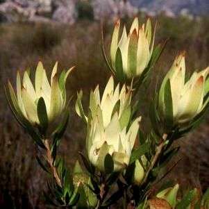 Leucadendron spissifolium ssp spissifolium Seeds - Protea Family - Indigenous Shrub