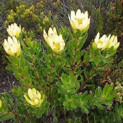 Leucadendron strobilinum Seeds - Protea Family - Indigenous Shrub or Small Flowering Tree