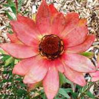 Leucadendron tinctum Seeds - Protea Family - Indigenous Shrub
