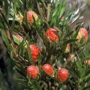 Leucadendron xanthoconus Seeds - Protea Family - Indigenous Shrub