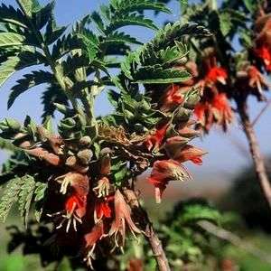 Melianthus pectinatus Seeds - Honey Bush - Indigenous Flowering Shrub Seeds in South Africa