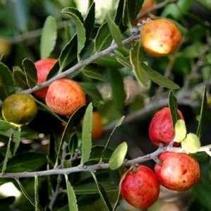 6 Mystroxylon aethiopicum Seeds - Transvaal kooboo-berry - Indigenous Edible
