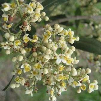 10 Olea exasperata Seeds - Coast Olive or Dune Olive - Indigenous Evergreen Tree Seeds for Sale