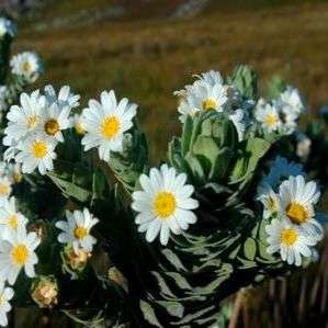 5 Osmitopsis osmitoides Seeds - Indigenous Perennial Seeds from Africa - Worldwide Shipping