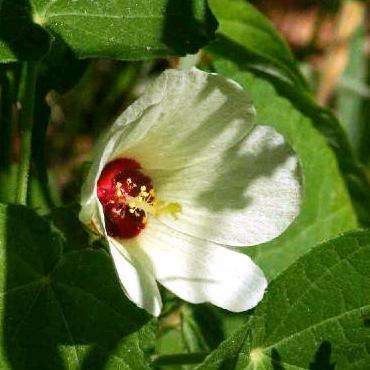 5 Pavonia senegalensis Seeds + Get Free Seeds with All Orders - Indigenous Shrub Seeds