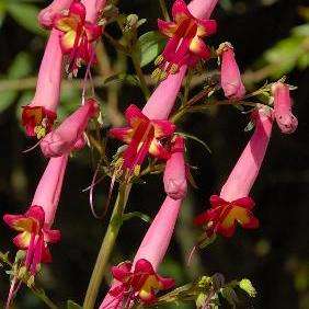 10 Phygelius capensis Seeds - Cold Hardy Cape Fuchsia Indigenous Shrub Seeds