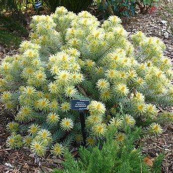 10 Phylica pubescens Seeds - Featherhead; Veerkoppie - Indigenous Shrub Seeds