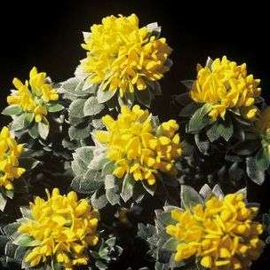 Priestleya tomentosa Seeds - Silver Pea - Indigenous African Shrub Seeds From Africa + Free Seeds