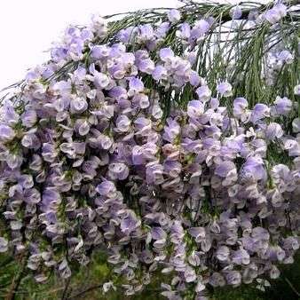5 Psoralea fleta Seeds - Weeping Blue Broom, Blue Willow Pea - Indigenous Shrub Seeds