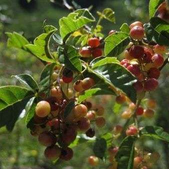 Searsia dentata Tree Seeds - Nana-Berry; Nanabessie - Indigenous Tree Seeds