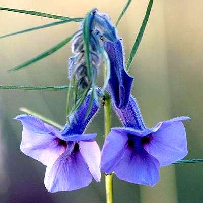 Sesamum triphyllum Seeds - Wild Sesame - Indigenous Medicinal Perennial From Southern Africa