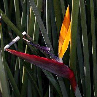 Strelitzia juncea, Crane Flower Shrub Seeds - Rare Indigenous
