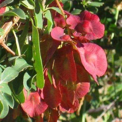 Terminalia prunioides Tree Seeds ~ Lowveld Cluster-Leaf, Purple Pod Terminalia - Indigenous