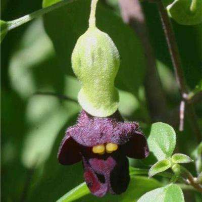 Tinnea rhodesiana Seeds - Indigenous South African Shrub Seeds For Sale From South Africa