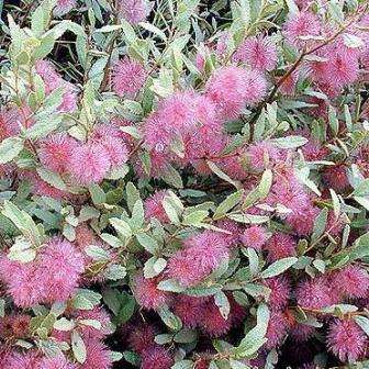 10 Triumfetta sonderi Seeds - Waaierbossie or Spinnekopbossie Indigenous Shrub Seeds