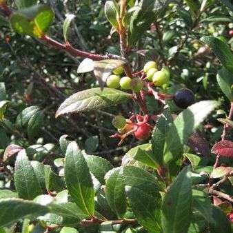 Vaccinium exul Seeds - Indigenous Shrub Edible Fruit