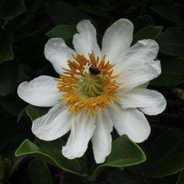 5 Xylotheca kraussiana - African Dog Rose - South African Indigenous Evergreen Fruit Tree Seeds