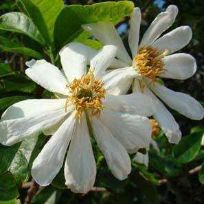 5 Xylotheca kraussiana - African Dog Rose - South African Indigenous Evergreen Fruit Tree Seeds