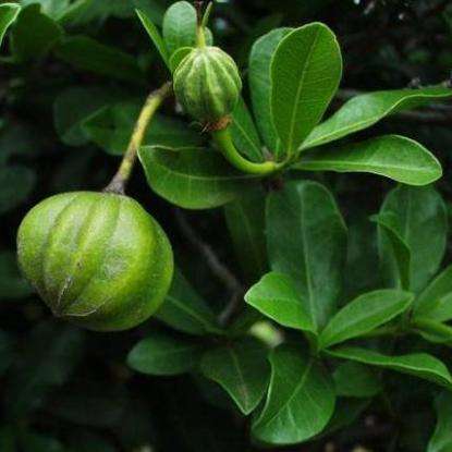 5 Xylotheca kraussiana - African Dog Rose - South African Indigenous Evergreen Fruit Tree Seeds