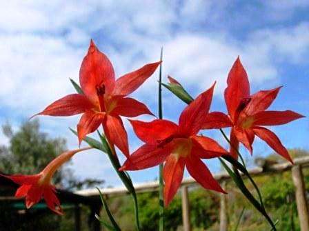 Gladiolus priorii Seeds - Sow Autumn - Indigenous South African Bulb Seeds for Sale in South Africa