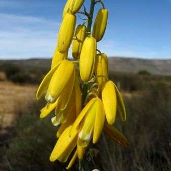 10 Albuca clanwilliamigloria Seeds - Indigenous South African Bulbs Seeds