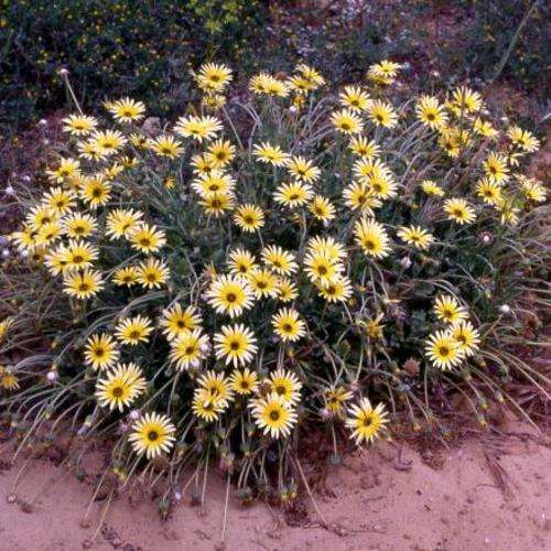Arctotheca calendula Seeds - Cape Dandelion - Indigenous Annual Ground-cover
