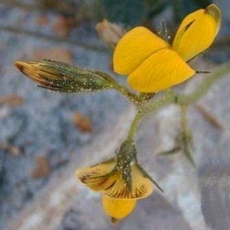 10 Bolusafra bituminosa Seeds - Teerertjie or Tar Pea - Creeper