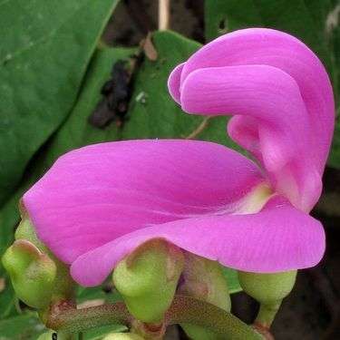 10 Canavalia rosea Seeds - Bay Bean or Beach Pea - Indigenous Vine Seeds - Ethnobotanical