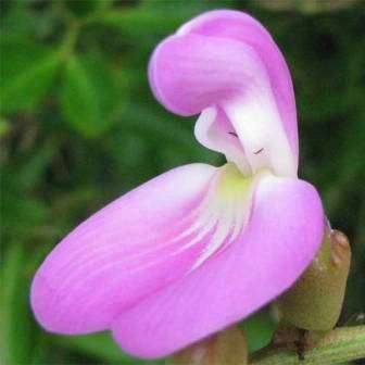 Canavalia rosea Seeds - Bay Bean or Beach Pea - Indigenous Vine Seeds - Ethnobotanical