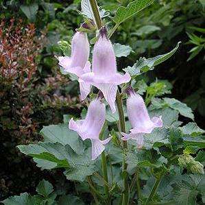 Wild foxglove Seeds - Ceratotheca triloba Seeds - Indigenous South African Annual