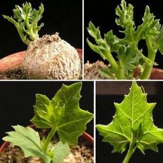 Coccinia sessilifolia Seeds - Wild Cucumber - Indigenous Caudiciform Succulent Edible Vine
