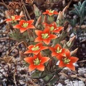 Crassula dichotoma Seeds - Indigenous Succulents