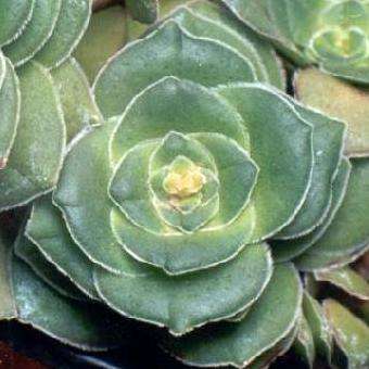 Crassula pseudohemisphaerica Seeds - Indigenous Succulents