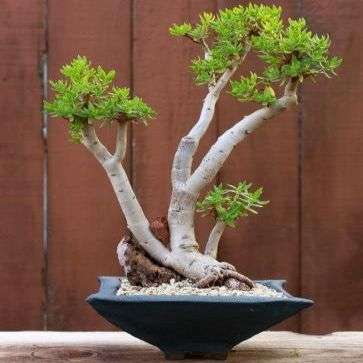 Crassula sarcocaulis Seeds - Bonsai Crassula + Get FREE Seeds with ALL Orders - Indigenous
