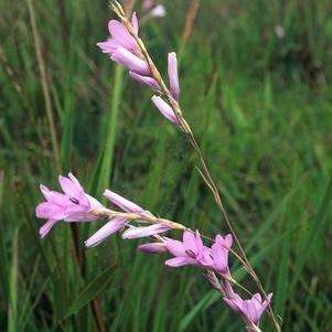 Dierama erectum Seeds - Indigenous Bulbs Seeds