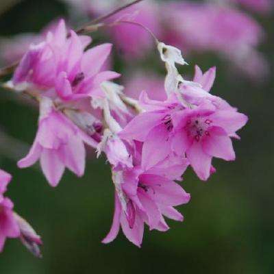 5 Dierama mossii Seeds - Indigenous South African Native Perennial Bulb Seeds from Africa