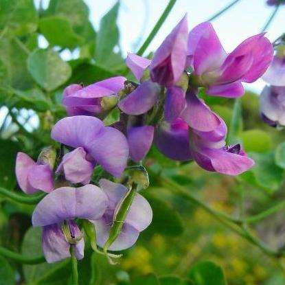10 Dipogon lignosus Seeds - Cape Sweet Pea - Indigenous - South African Endemic Perennial Vine