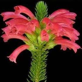 10 Erica abietina ssp aurantiaca Seeds - Indigenous Shrub Seeds - Struike Inheems aan Suid Afrika
