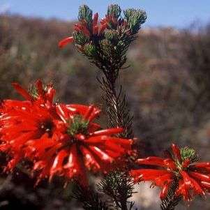 Erica abietina ssp aurantiaca Seeds - Indigenous Shrub Seeds - Struike Inheems aan Suid Afrika