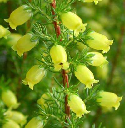Erica blandfordia Seeds - Indigenous South African Shrub Seeds To Buy from Africa