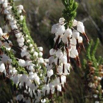 10 Erica breviflora Seeds - Indigenous South African Shrub Seeds From South Africa