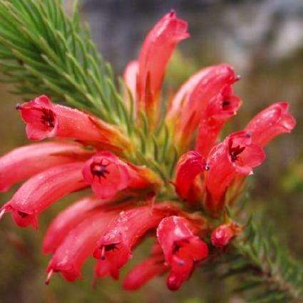 10 Erica cruenta Seeds - Seeds To Buy Of Shrubs Indigenous to South Africa