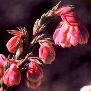 Erica glauca var elegans Seeds - Indigenous South African Shrub - FREE Seeds with ALL Orders!