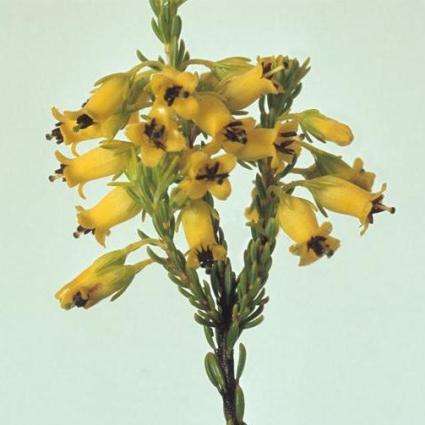 Erica parilis Seeds - Buy Seeds For Shrubs Indigenous to South Africa - Free Seeds with All Parcels!