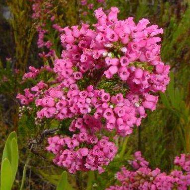 10 Erica tenella Seeds - Indigenous South African Shrub Seeds - Inheemse Struik Sade in RSA