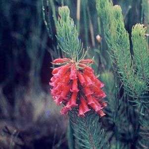 Erica vestita Seeds - Indigenous Shrub Seeds