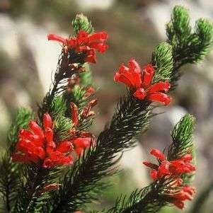 Erica viscaria ssp longifolia Seeds - Indigenous South African Shrub Seeds