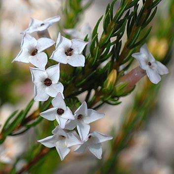 Erica walkeria Seeds - Indigenous Shrub Seeds
