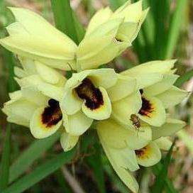 20 Eulophia welwitschii Seeds - Indigenous Orchid Seeds